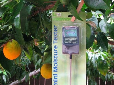 moisture meter for cactus plants